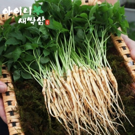 [하프클럽/사대부집곳간]새싹삼 선물세트 대 30뿌리  25cm이상 -P436975433