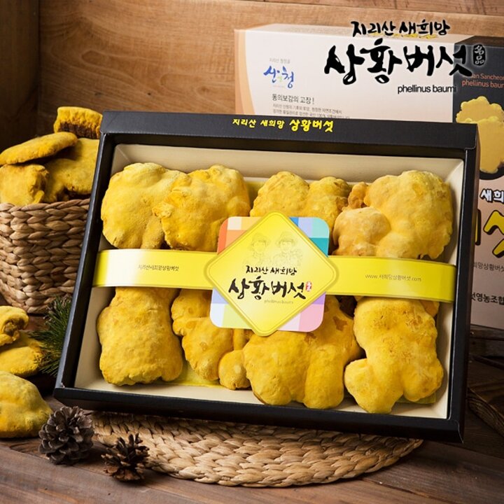 [지리산 새희망 상황버섯] 유기농 지리산 상황버섯 선물세트 300g (특품)