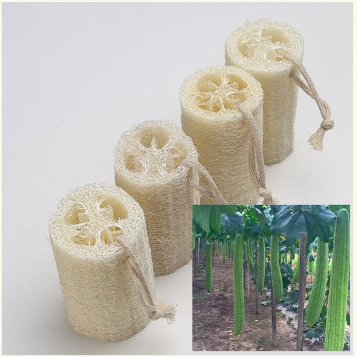 천연수세미