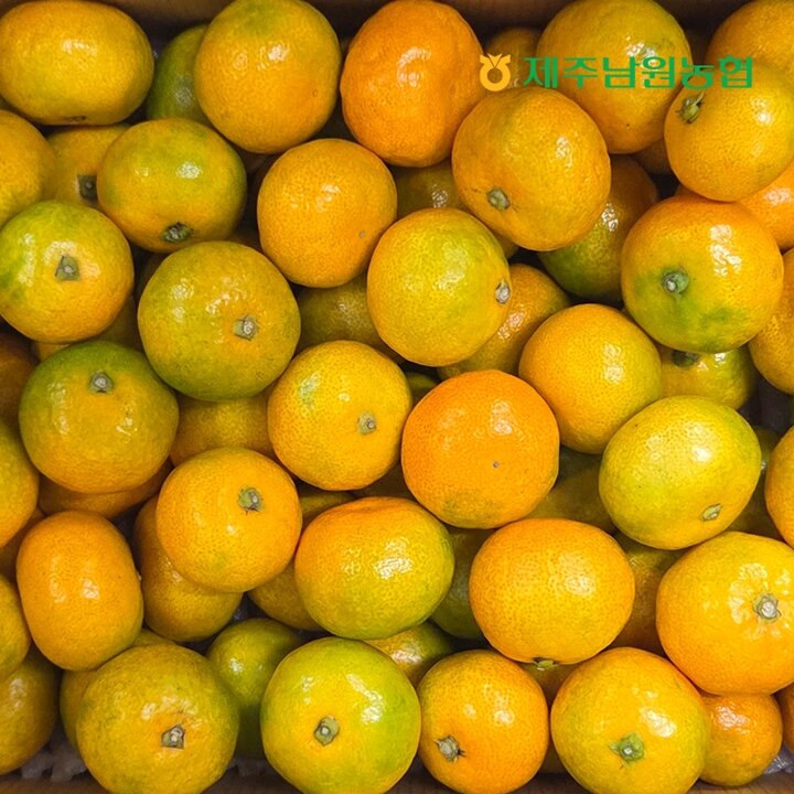 제주남원농협 산지직송 제주 고당도 하우스 감귤 소과 9kg (실중량)