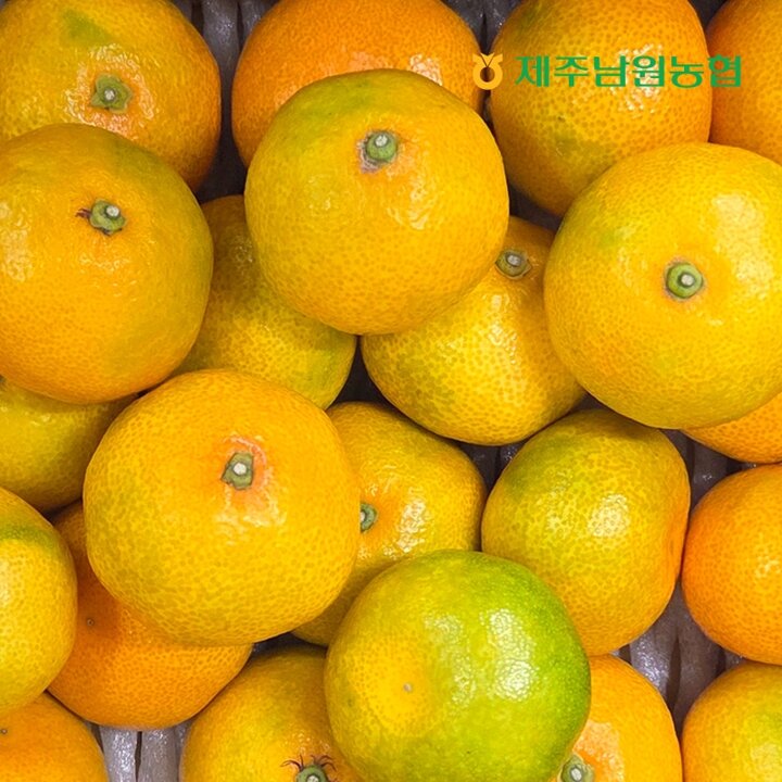 제주남원농협 산지직송 제주 고당도 하우스 감귤 중대과 4.5kg (실중량)