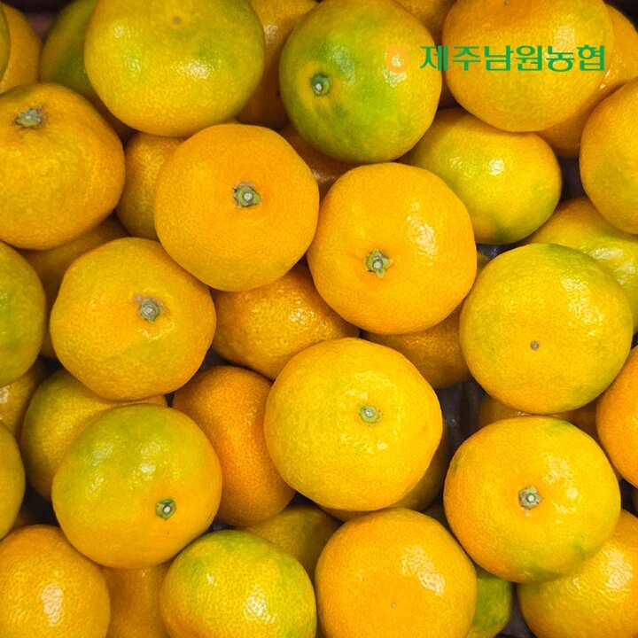 제주남원농협 산지직송 제주 고당도 하우스 감귤 로얄과 2.5kg (실중량)