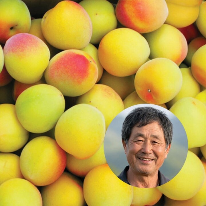 착한농부 국내산 황매실 10kg(왕왕특)