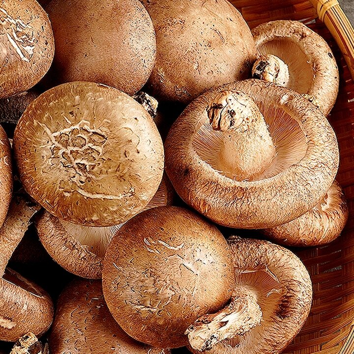 무농약 생 표고버섯 상품 2kg
