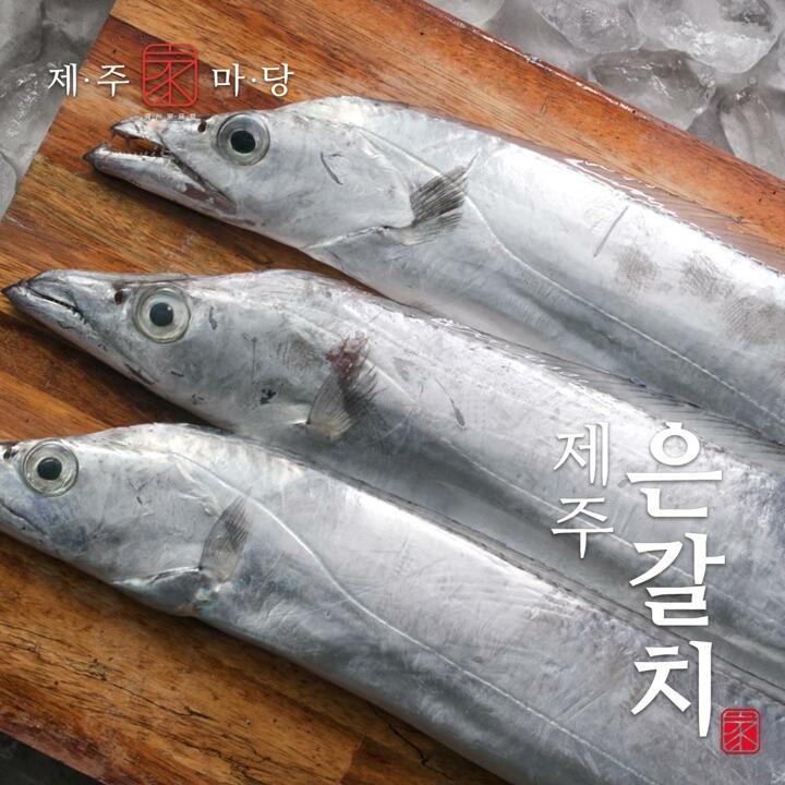 [제주가마당] 특대 제주 은갈치 3마리(420g x 3팩 / 팩당 4토막)