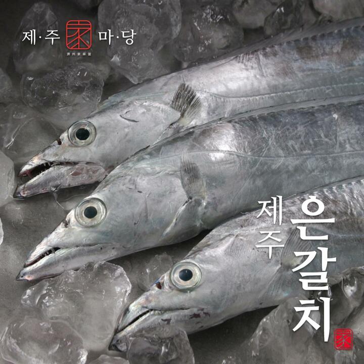 [제주가마당] 특대 제주 은갈치 3마리(420g x 3팩 / 팩당 4토막)