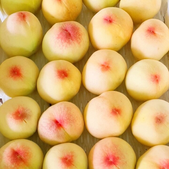 [8월초출고]예천 백도복숭아 4kg(9-10과, 왕특)