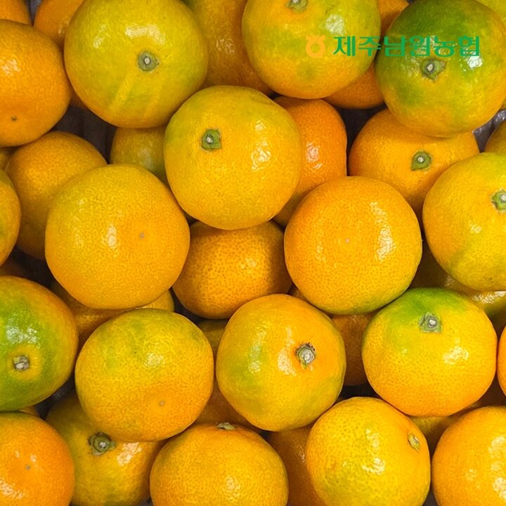 제주남원농협 산지직송 제주 고당도 하우스 감귤 특로얄과 4.5kg (실중량)