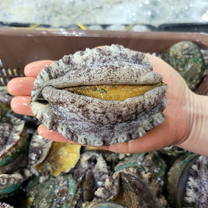 완도 활 전복 9-10미 1kg 선물세트