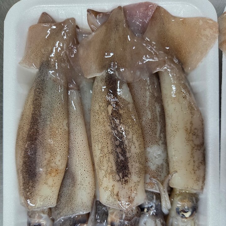 통찜용 총알 오징어 500g (4-7미) x 2개