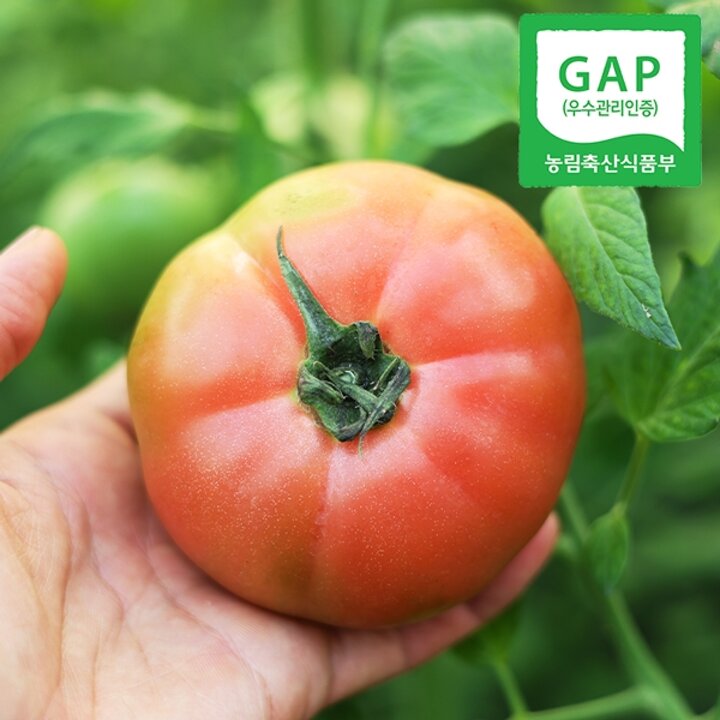 [웰굿][GAP인증] 경남직송 신선한 동양종 찰 토마토 5kg(25-30과내외)