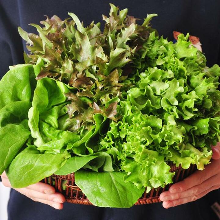 산지직송! 충북괴산 유럽샐러드 채소1kg