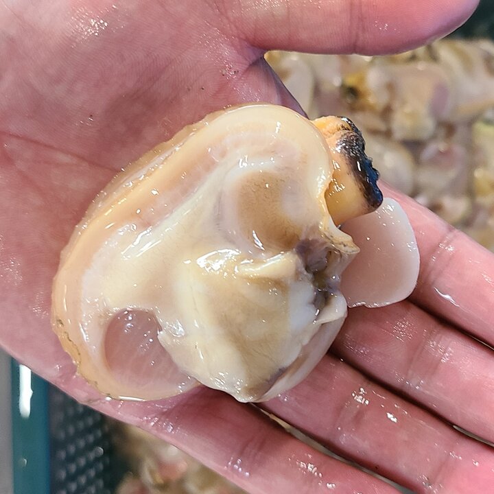 [오늘의바다] 자연산 대합 개조개살 300g내외 (손질전 1kg)