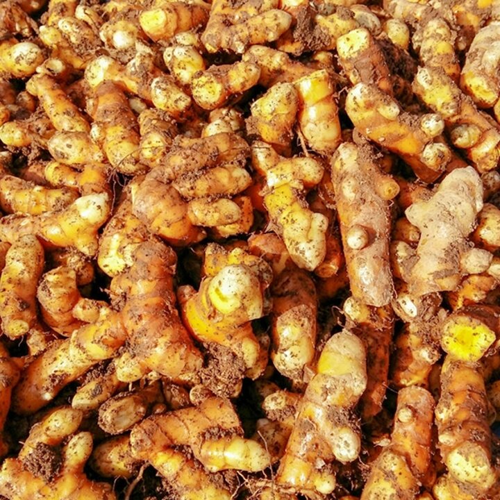 흙 생울금 3kg