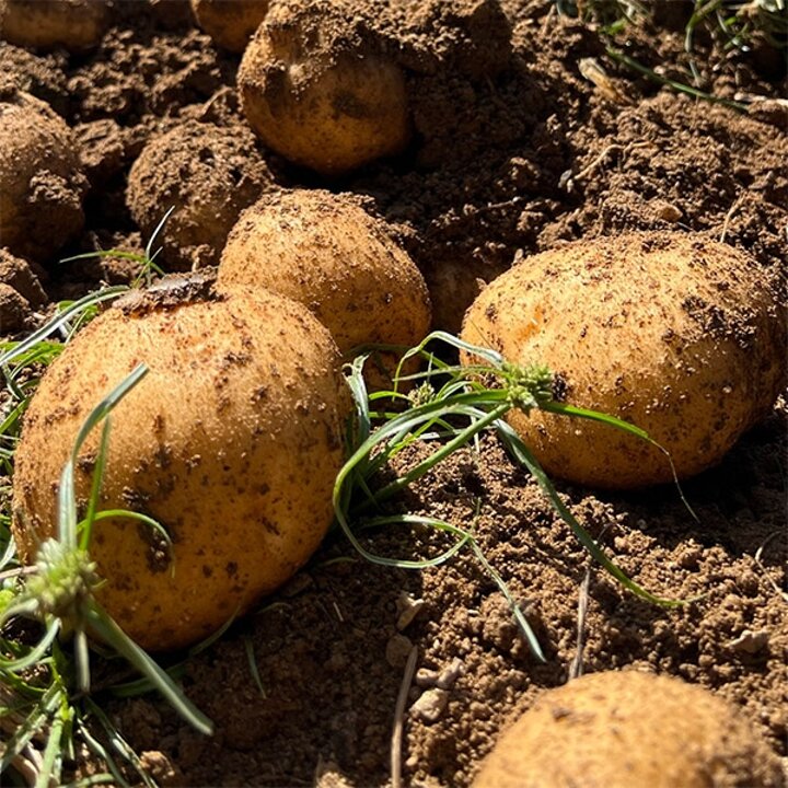 [포슬포슬] 국내산 감자 5kg(대)