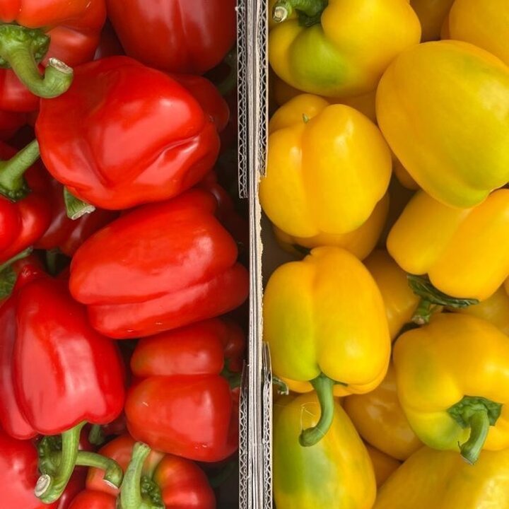 국산 파프리카 2kg 국내산 햇파프리카 못난이/실속형 맛있는 신선한 빨강 노랑 주황 파프리카 (43303951)
