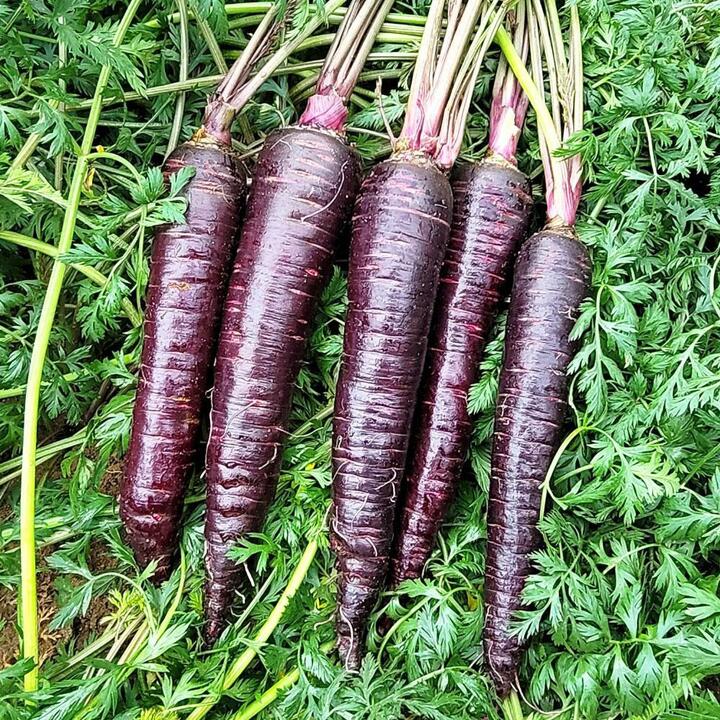 충남 서산 나영길님의 자색당근 3kg(정품)