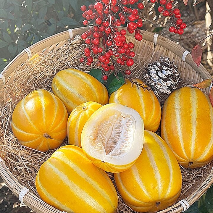 성주참외 가정용 중량 2.5kg 사이즈혼합