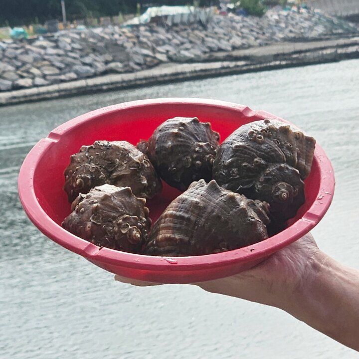 고흥 자연산 참소라 2kg (중사이즈,14-18미)