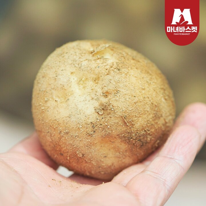 [마녀바스켓] 산지직송 포슬포슬 햇감자 수미감자 대 3kg (70-130g 내외)