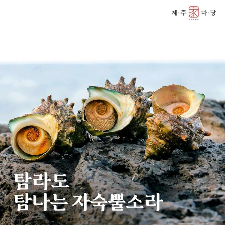 제주가마당 제주뿔소라살 100g x 5팩