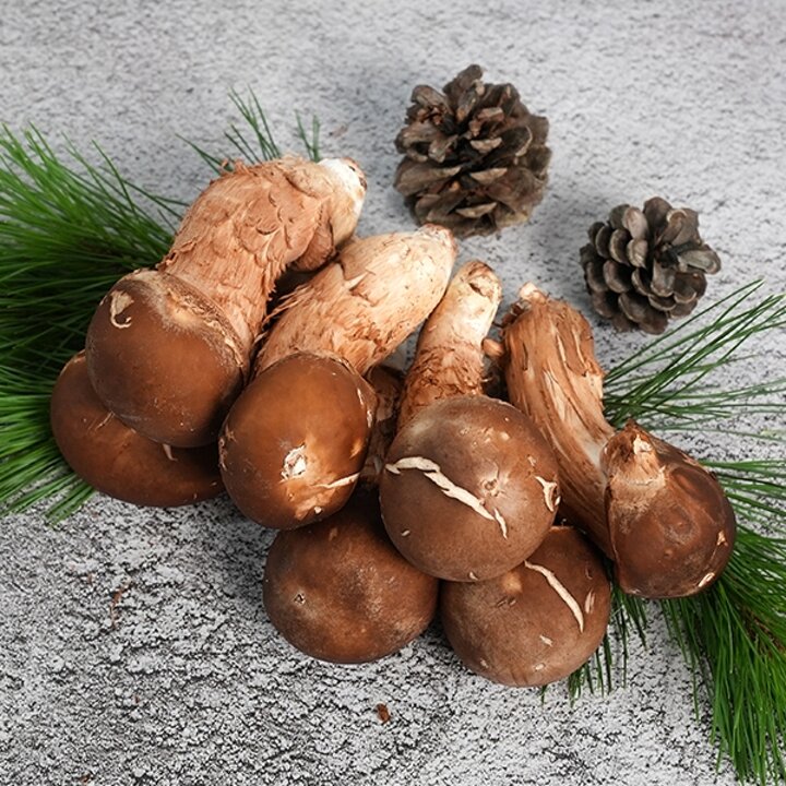 곡성 무농약 참송이버섯 가정용 500g