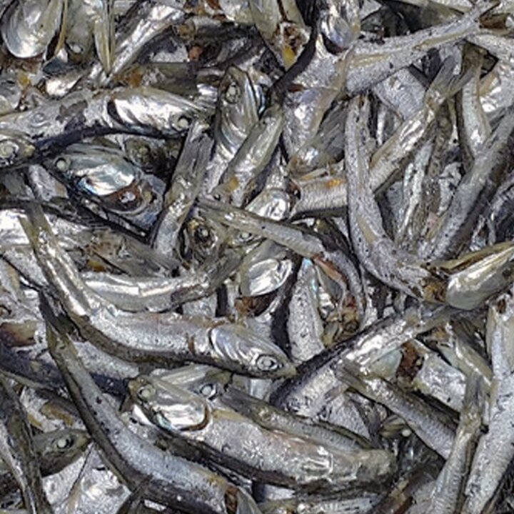 [정성애찬]다시멸치(중품) 500g