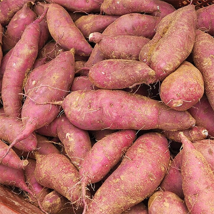 늘푸른 국내산 호박고구마 5kg 중상