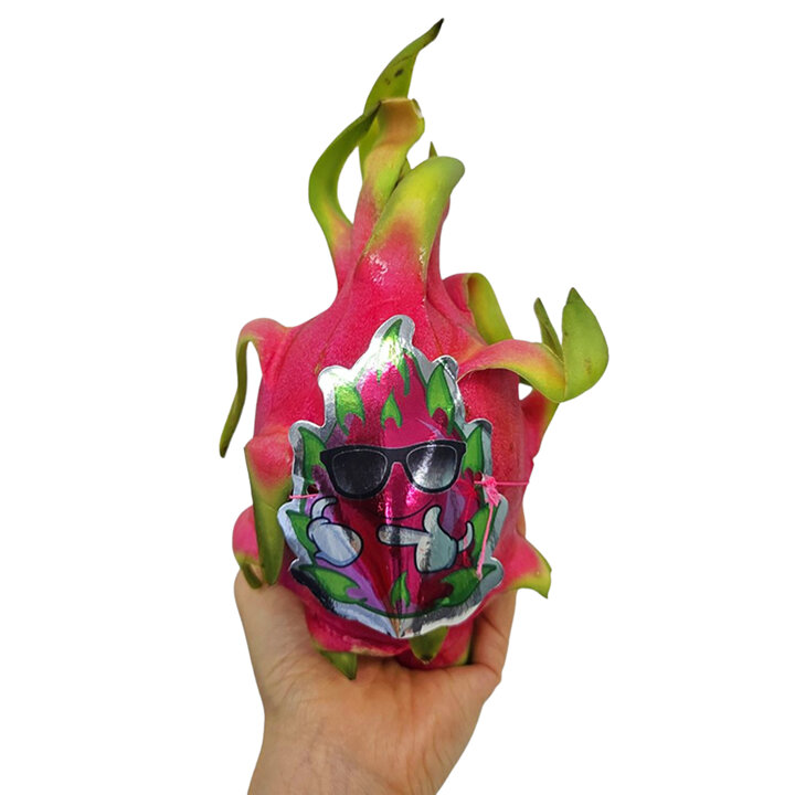 베트남 생 용과 5과 총 2.5kg(개당 500g내외)