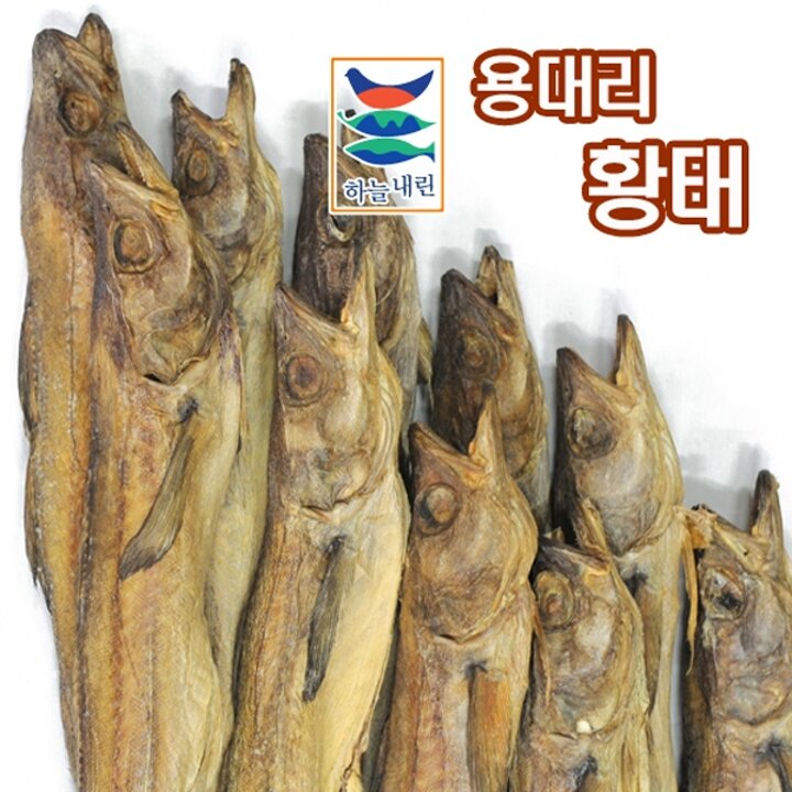 [청정설악] 용대리 통황태 대 10미 (마리당 44-47cm)