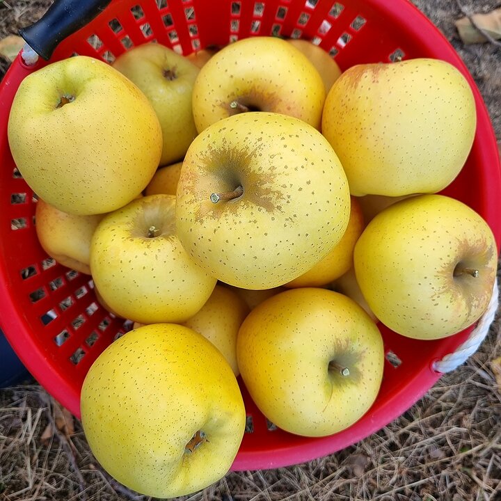 시나노골드 가정용 중소과 5kg 27-31과