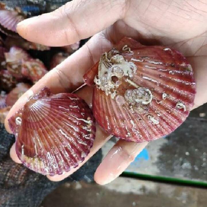알이 꽉찬 제철 국산 홍가리비 꽃 가리비 5kg(100-125미/대)