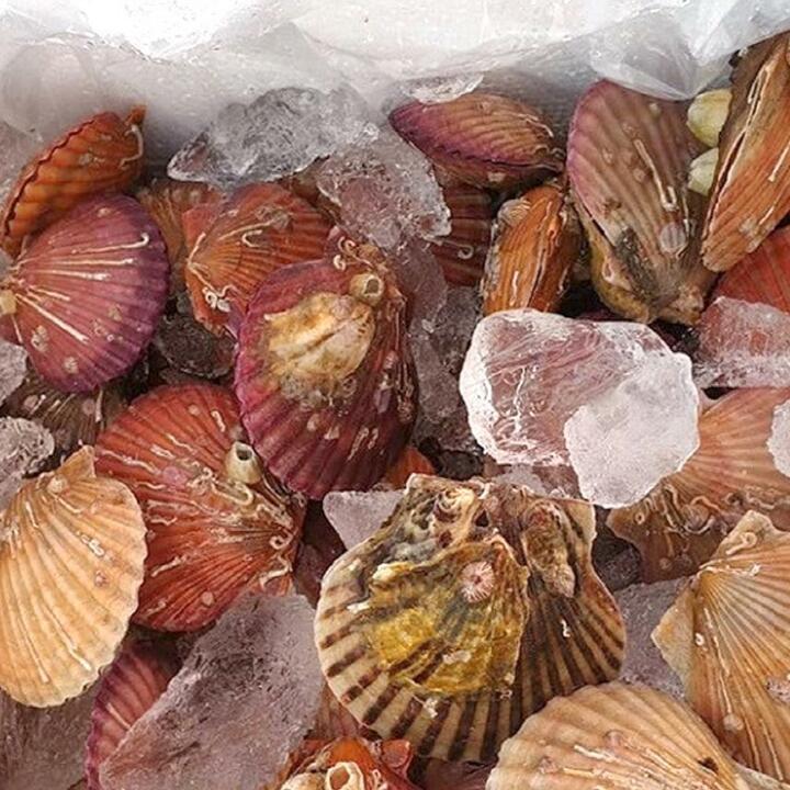 알이 꽉찬 제철 국산 홍가리비 꽃 가리비 5kg(100-125미/대)