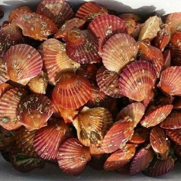 알이 꽉찬 제철 국산 홍가리비 꽃 가리비 5kg(100-125미/대)