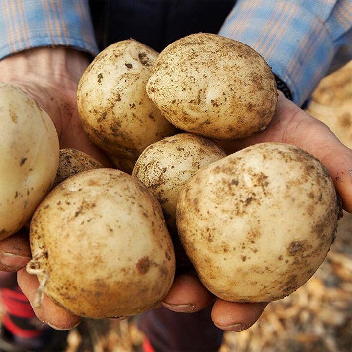 [산지직송] 국내산 감자 2kg(소/50-70g)