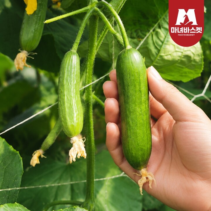[마녀바스켓] 수분가득 국내산 프리미엄 미니오이 1kg (8-12개 내외)