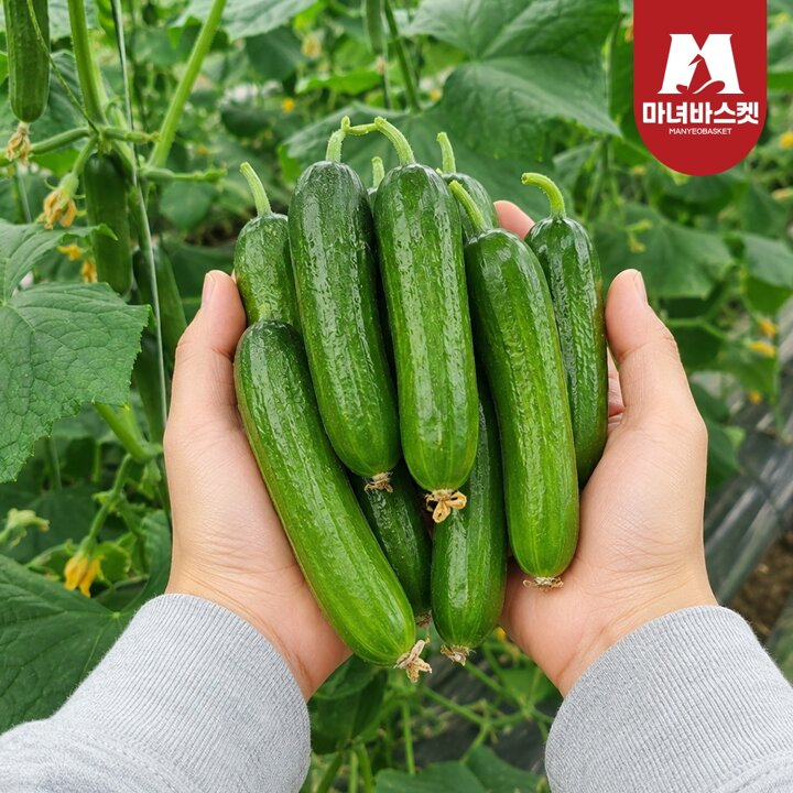 [마녀바스켓] 수분가득 국내산 프리미엄 미니오이 1kg (8-12개 내외)