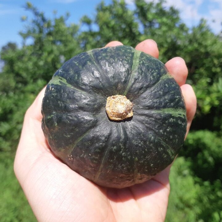 제주 미니 단호박 밤호박 보우짱 2.5kg 로얄과
