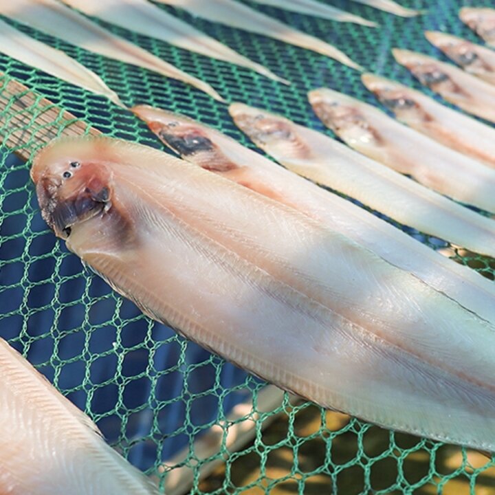 [통영수산물시장] 군산제조 반건조 손질 박대 10미 30-31cm내외