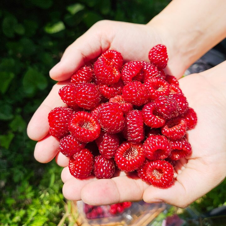 [산해직송] 프리미엄 산딸기 500g