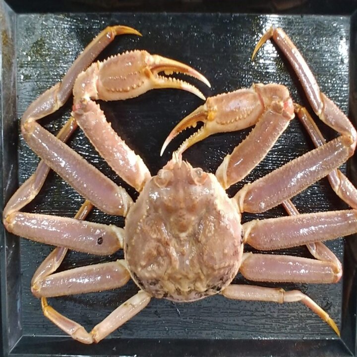 특A급 러시아 자숙 대게 찜 박달대게 선주 산지직송 3kg(3-4미)