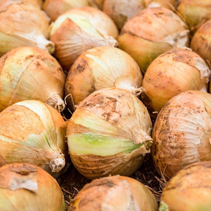 최상품 무안황토 햇양파 3kg 소
