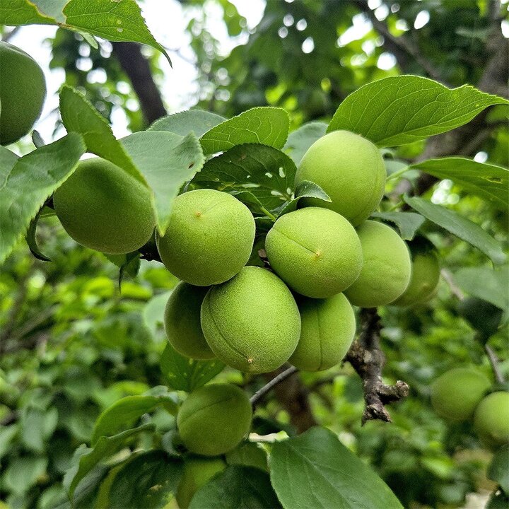 청정 매실 특대 5kg