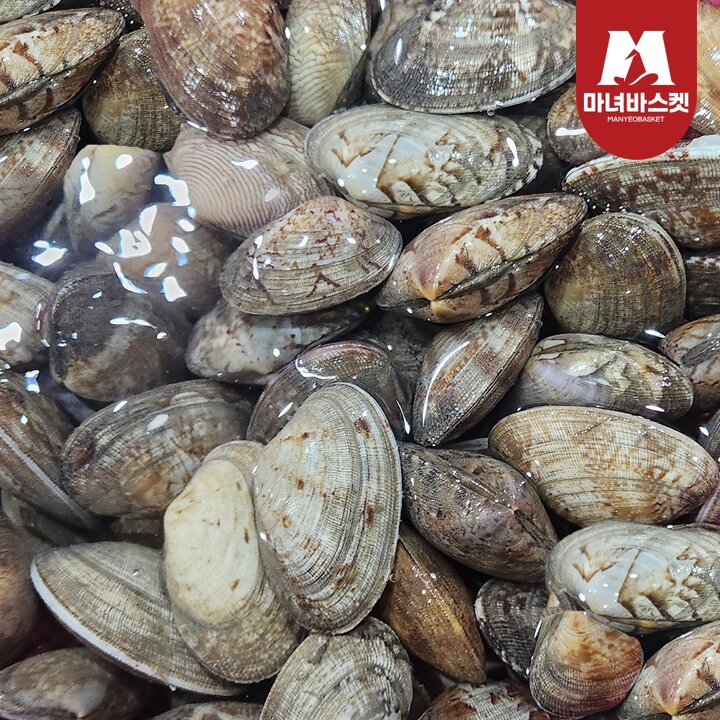 [마녀바스켓] 남해안 통통한 왕바지락(문어바지락) 1kg
