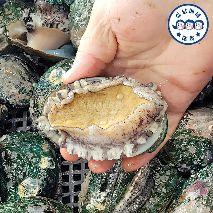 삼남매네 완도활전복 왕특대 7-8미 1kg 산소포장+세척솔