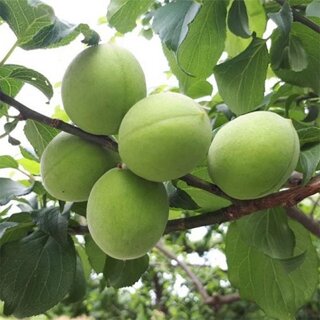 [6월1일부터 순차출고]광양 햇 초록 청매실 10kg (상)