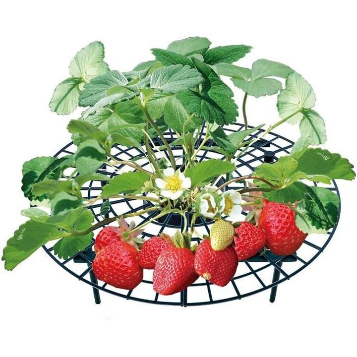 화분화초잎받침대트레이딸기거치대받침대
