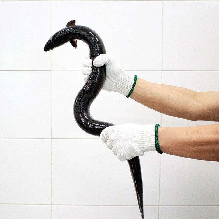 산지직송! 고창 풍천 자포니카 민물장어 1kg /손질 후 700g
