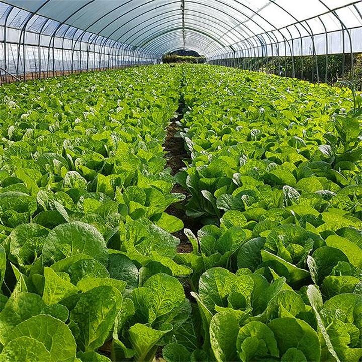 [포천직송] 당일수확 아삭한 어린열무 2kg