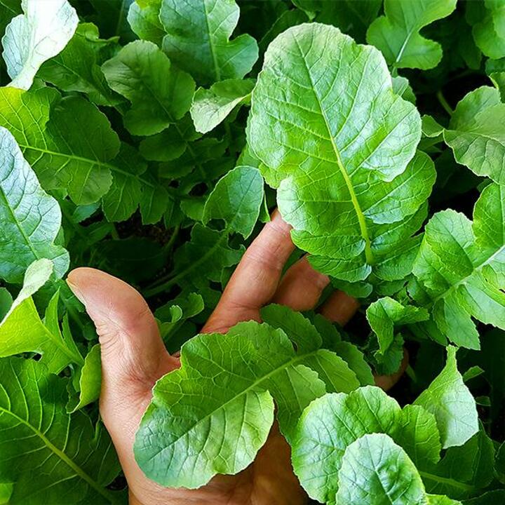 [포천직송] 당일수확 아삭한 어린열무 2kg